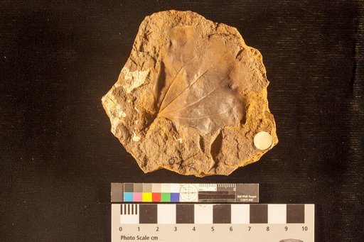 Phyllites rhomboideus Lesquereux