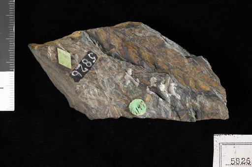 Cladophlebis whitbiensistenuis var. a Heer