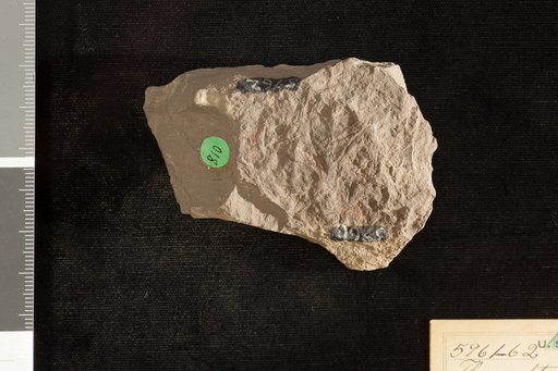 Thyrsopteris pinnatifida Fontaine