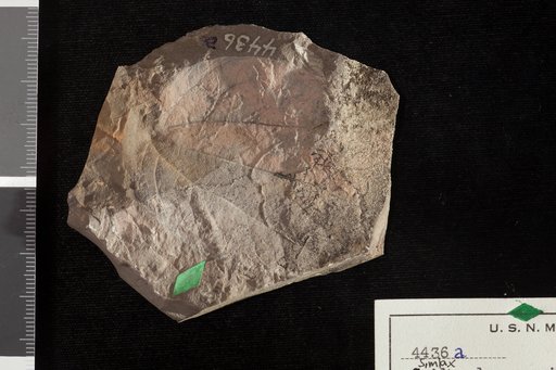 Simlax lamarensis Knowlton