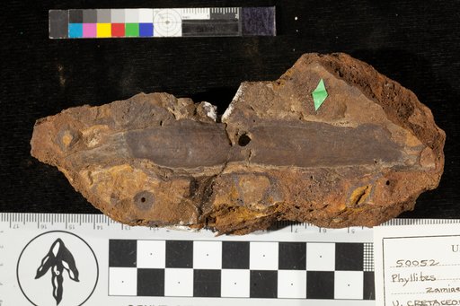 Phyllites zamiaeformis Lesquereux