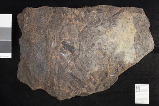 Mariopteris sphenopteroides (Zeiller) Lesquereux