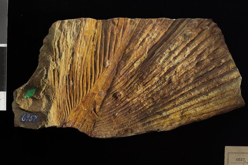 Sabal grandifolia Newberry