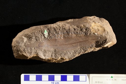 Andromeda parlatorii Heer