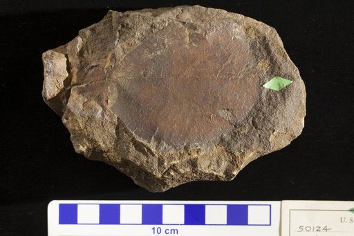 Apeibopsis cyclophylla Lesquereux