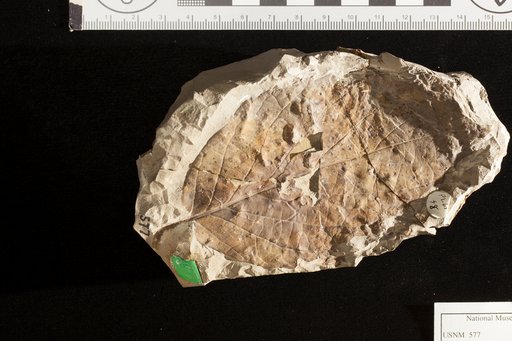 Phyllites cupanioides Newberry