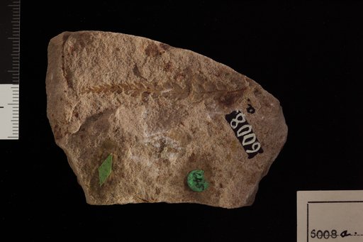 Gleichenia zippei (Corda) Heer