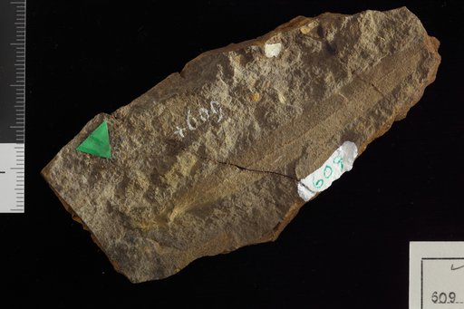Salix flexuosa Newberry