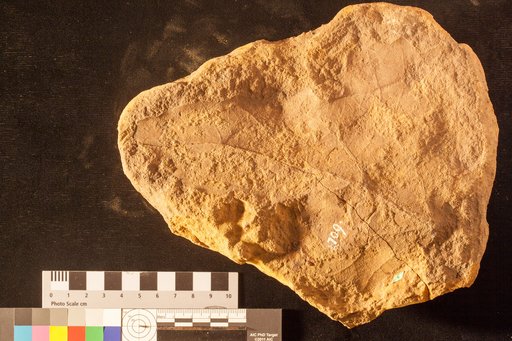 Menispermites obtusiloba Lesquereux