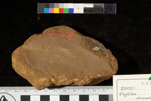 Phyllites vanonae Heer
