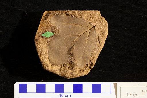 Acerites multiformis Lesquereux