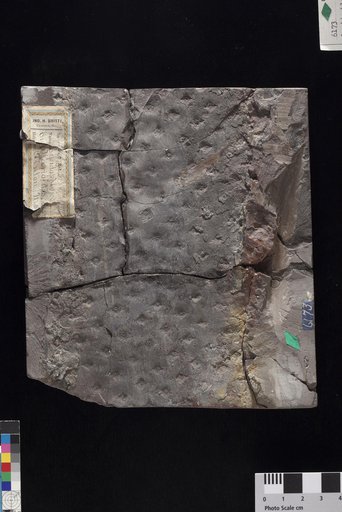 Lepidophloios sigillarioides Lesquereux