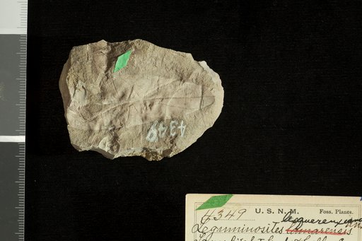 Leguminosites lamarensis Knowlton
