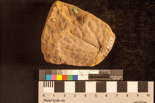 Aristolochites dentata Heer