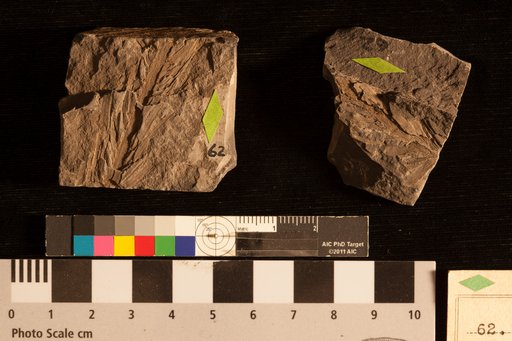 Sequoia acuminata Lesquereux