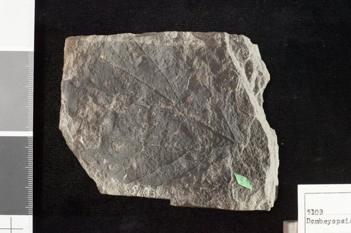 Dombeyopsis platanoides Lesquereux