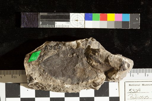 Paliurus colombi Heer