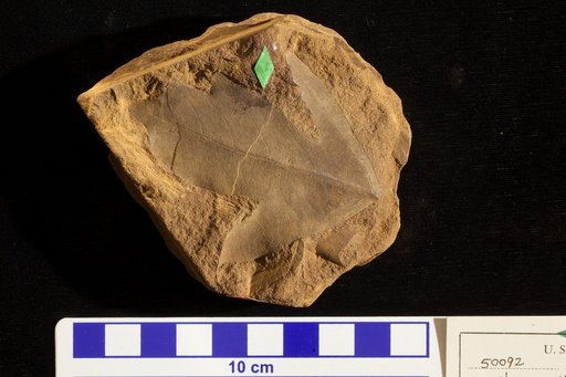 Acerites multiformis Lesquereux