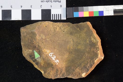 Populites cyclophylla (Heer)