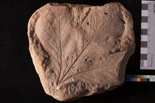 Sassafras mirabile Lesquereux