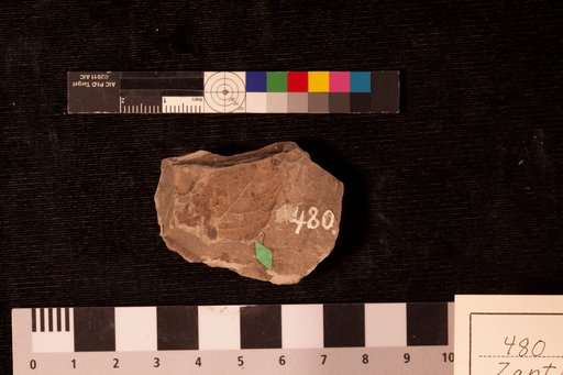 Zanthoxylon juglandinum ? Braun