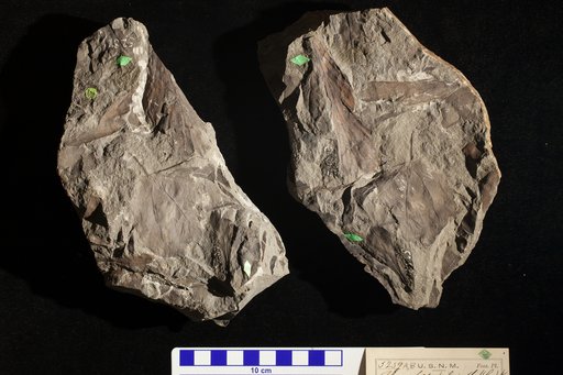 Thinnfeldia polymorpha (Lesquereux) Knowlton