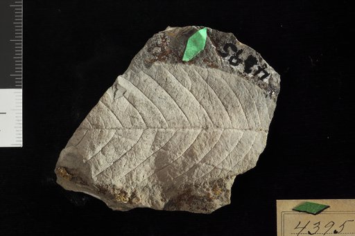 Hicoria crescentia Knowlton
