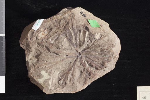 Cabomba inermis Newberry