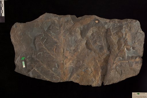 Archaeopteris obtusa Lesquereux