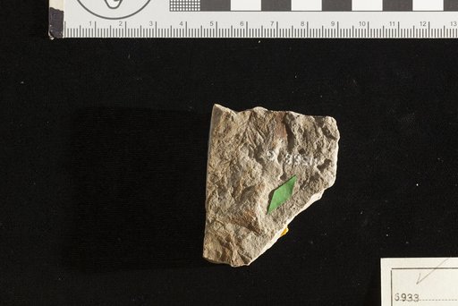 Glyptostrobus brookensis (Fontaine) Ward