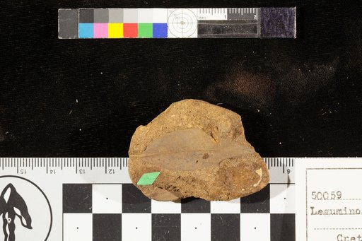 Leguminosites podogonialis Lesquereux