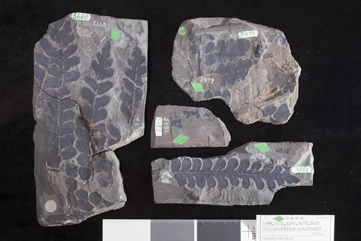 Callipteridium sullivanti Lesquereux