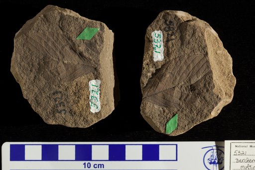 Berchemia multinervis (Braun) Heer