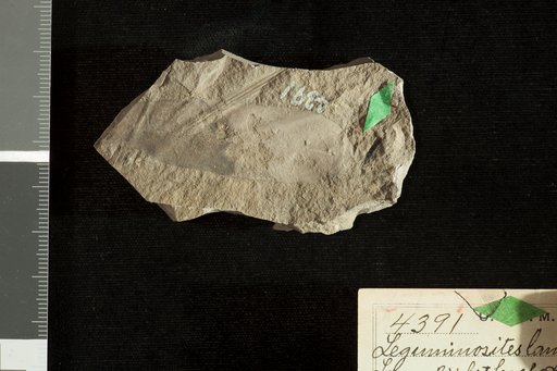 Leguminosites lamarensis Knowlton