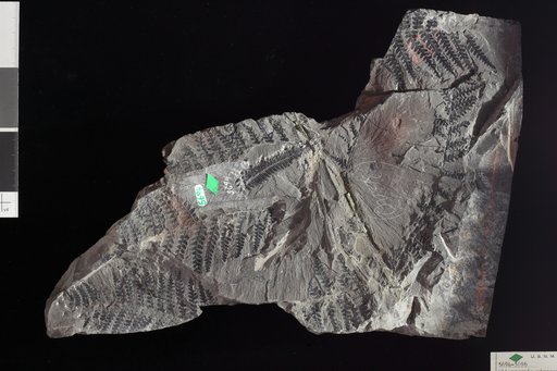Oligocarpia missouriensis White