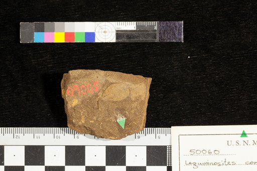 Leguminosites coronilloides ? Heer