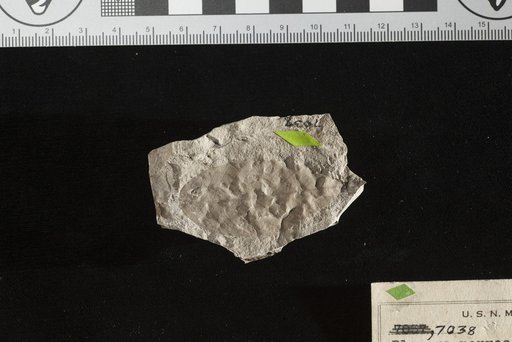 Planera nervosa Newberry