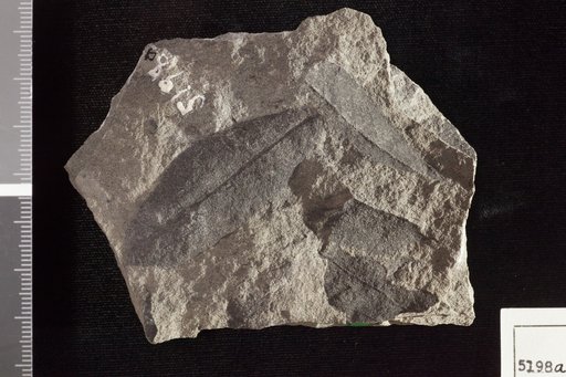 Andromeda grayana Heer
