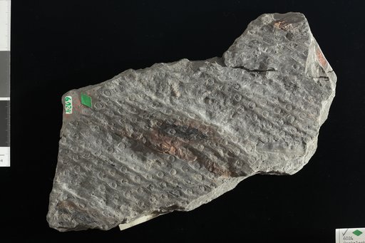 Omphalophloios cyclostigma Lesquereux