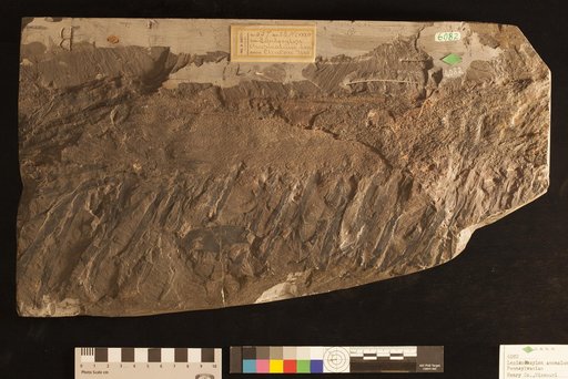 Lepidoxylon anomalum Lesquereux