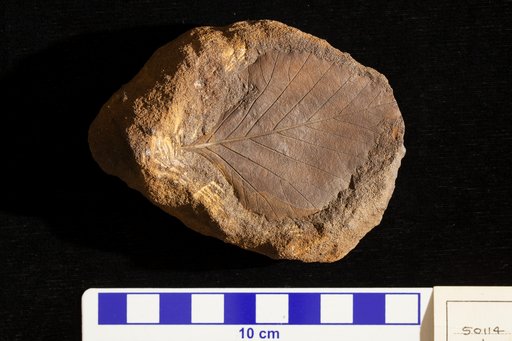 Andromeda wardiana Lesquereux