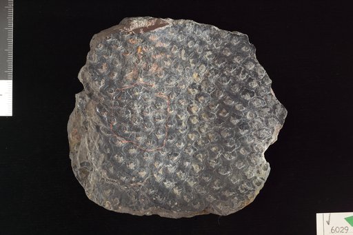 Omphalophloios cyclostigma Lesquereux