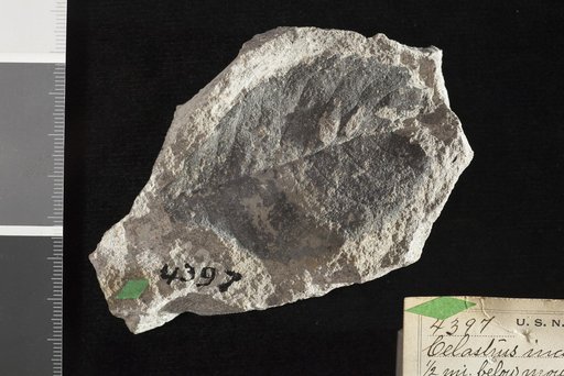 Celastrus inaequalis Knowlton