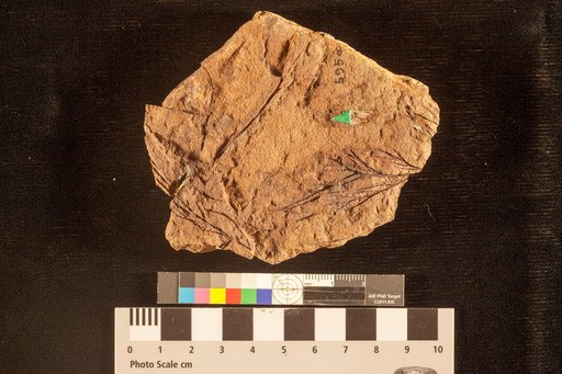 Glyptostrobus gracillimus Lesquereux