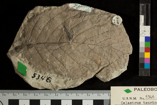 Celastrus taurinensis Ward