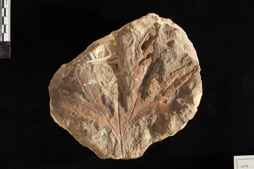 Aralia saportanea Lesquereux