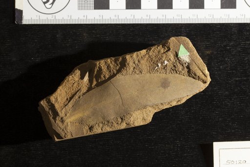 Sapindus morrisoni Lesquereux