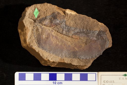 Phyllites ilicifolius Lesquereux