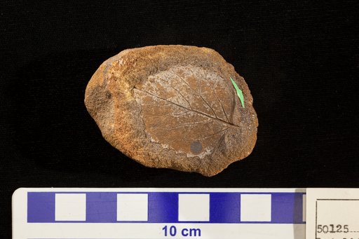 Betulites westi var. grewiopsideus Lesquereux