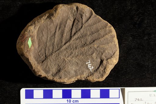 Hamamelites ? cordatus Lesquereux